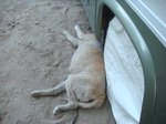頭かくして尻隠さず