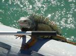 dec24-iguana3.jpg