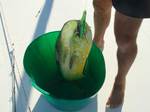 dec6-mahimahi-close.jpg