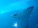 nov24-atlantis-ray.jpg