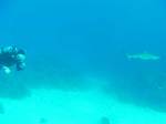 nov27-shark1.jpg