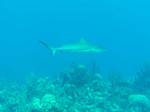 nov27-shark2.jpg