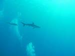 nov27-shark4.jpg