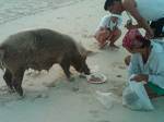 nov29-pig-eating.jpg