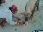 nov29-pig-feeding1.jpg