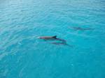 stockingisle-dolphin2.jpg