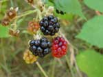 Bears' favorite - Blackberry