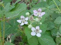 ブラックベリーの花－実がなるのが待ち遠しいね