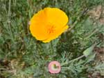 cal_poppy_sm.jpg