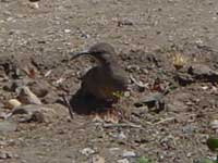 California Thrasher