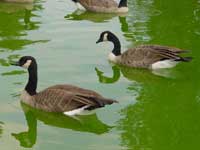 Canada Goose