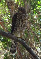 Sharp-shinned Hawk