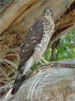 Sharp-shinned Hawk