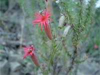 Fringed Indian Pink