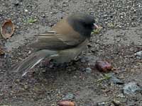 Dark-eyed Junco