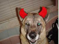 ko_red_devil_lg.jpg