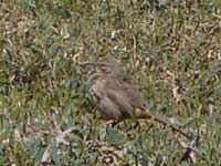 La Conte's Thrasher