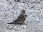 Northern Flicker=フリッカー（ハシボソキツツキ）