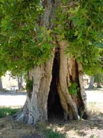 大きな木 － 中が空洞