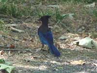 Steller's Jay