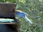 Stellers Jay=ステラージェイ（カケスの一種）