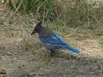 Steller's Jay － きれいな青が自慢