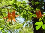 変な形のオレンジの花－みにょのお気に入り