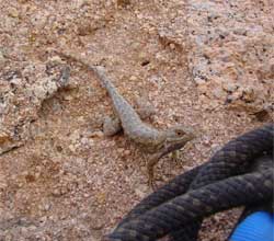 Clark's Spiny Lizard