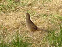 California Thrasher