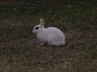 謎の白ウサギ